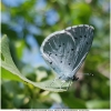 celas argiolus imago13 don